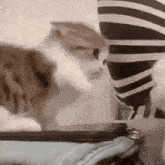 a cat is standing next to a person wearing a striped sweater .