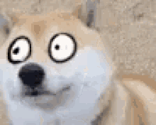 Surprised Eyes GIF - Surprised Eyes Dog GIFs