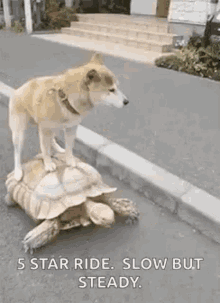 Turtle Dog GIF - Turtle Dog Piggy Back Ride GIFs