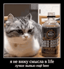 Cat Demotivator GIF - Cat Demotivator Beer GIFs