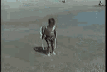 Kid Hit By Wave Kid In Chair On Beach GIF
