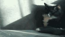 a black cat is laying on a couch and looking at something