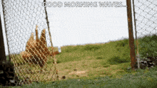 a chicken is behind a chain link fence and says good morning waves .