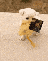 a small white dog is holding a picture of a man in a black hoodie