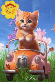 Chat Cat GIF - Chat Cat Voiture GIFs