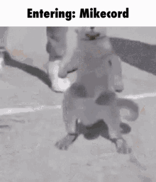 Mikecord GIF