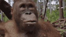 Beni Orangutan Ape GIF