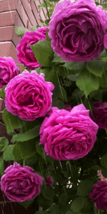 Esős Rózsa GIF