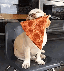 What Do You Want For Dinner? GIF - Pizza Dog GIFs