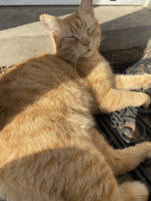 Not My Cat Blink Ginger Cat GIF - Not My Cat Blink Not My Cat Ginger Cat GIFs
