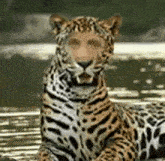 a leopard is laying in the water with a person 's face on its face .