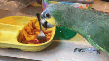 Spaghetti Parrot GIF - Spaghetti Parrot Bird GIFs