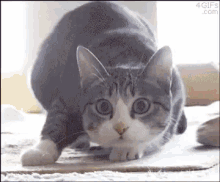 Shake Cat GIF - Shake Cat Shaking GIFs