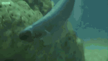 Seacucumber Pearlfish GIF - Seacucumber Pearlfish Hide GIFs