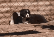 Collie Pup Lost GIF