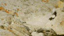 Chase Wild Cats Of India GIF - Chase Wild Cats Of India Big Cat Kingdom GIFs