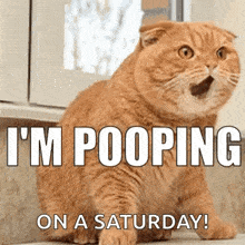 I'M Pooping Cat Meme GIF