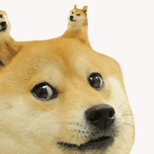 Doge Doge Meme GIF