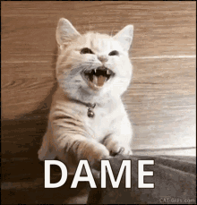 Dame Gato GIF - Dame Gato Cat GIFs