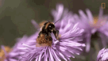 Dusting The Flower Flying Bee GIF - Dusting The Flower Flying Bee Bee In Action GIFs