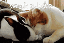 Pjj Wash GIF - Pjj Wash Loop GIFs