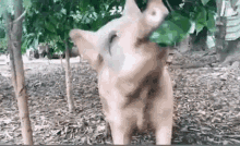 Pig Eating GIF - Pig Eating Leaves GIFs