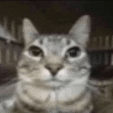 Cat Cats GIF - Cat Cats Silly Cat GIFs