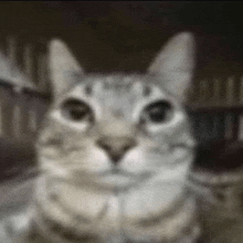 Cat Cats GIF