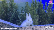 a white rabbit is sitting on a stone wall in front of a big brother advertisement