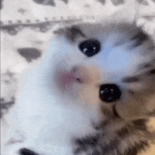 Look Up Cute GIF - Look Up Cute Kitty GIFs