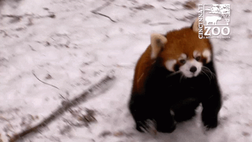 Red Roter Panda - Red Panda Roter Panda Cuddle Attack - Discover & Share GIFs