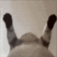 Goofy Cat Cat Dance GIF - Goofy Cat Cat Cat Dance GIFs