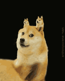 Doge Doge On Doge GIF - Doge Doge On Doge Meme GIFs