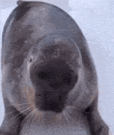 a close up of a seal looking at the camera with its mouth open