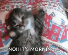 Cat Yawn GIF - Cat Yawn Stretch GIFs