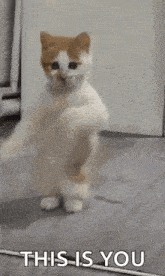 a white and orange cat is standing on its hind legs in front of a mirror .
