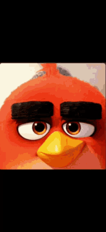 Angry Bird Red GIF - Angry Bird Red GIFs