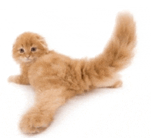 an orange kitten with a long fluffy tail is laying on its back on a white background .