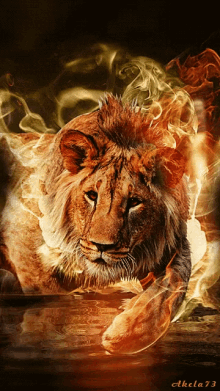Lion Fire GIF