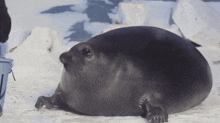 a seal is laying in the snow next to a blue bucket .
