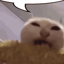 Cat Solunary GIF - Cat Solunary Eating GIFs