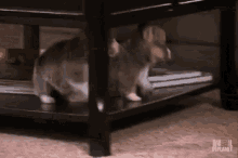 What That Last Step :P GIF - Dogs Puppy Fall GIFs