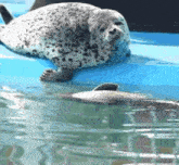 a seal is laying on a blue surface in the water next to a dolphin