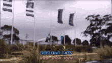 Cats Geelong GIF - Cats Geelong Football GIFs