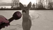 a person is holding a microphone in front of a deer .