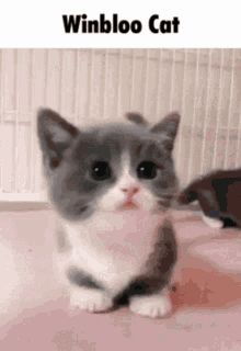 a gray and white cat is sitting on a pink surface with the words winbloo cat above it