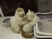 Cat Massage GIF - Cat Massage Kitten GIFs