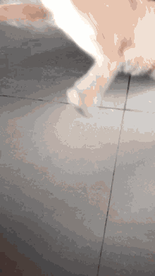 Kuma Kuma Cat GIF - Kuma Kuma Cat Mozie GIFs