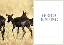 Trophy Hunting South Africa African Hunting Packages GIF - Trophy Hunting South Africa African Hunting Packages Plains Game Hunting GIFs