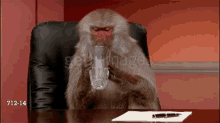 Baboon Drinking GIF